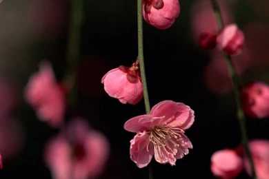 640x1136 Pink Spring Flowers Iphone 5 Wallpapers