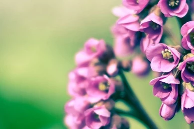 Purple Flowers iPhone 4s Wallpapers Download