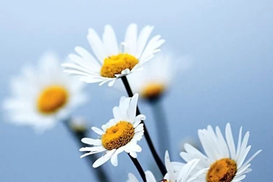 Flowers iPhone 5s Wallpapers