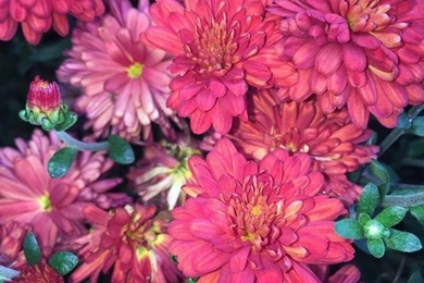 Bloom, Floral, Flowers, Iphone Wallpaper, Photography, Pink ...