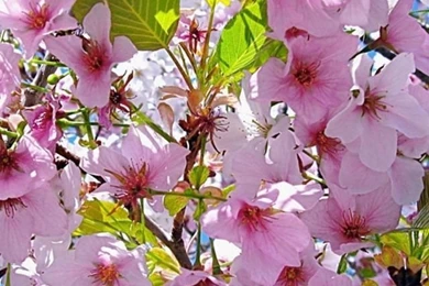 Flower Mobile Phone Wallpapers HD Phone Wallpapers