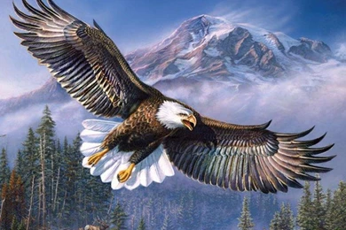 Eagle HD Wallpapers