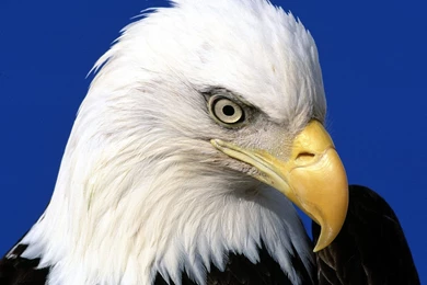 317 Eagle HD Wallpapers