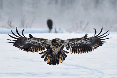 Bald Eagle HD Wallpapers , New Wallpapers, New Wallpapers