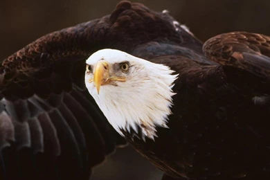 High Definition Eagle Wallpapers For Free Download
