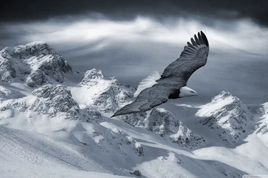 Bald Eagle Flying Over Mountains HD Desktop Wallpapers : High ...