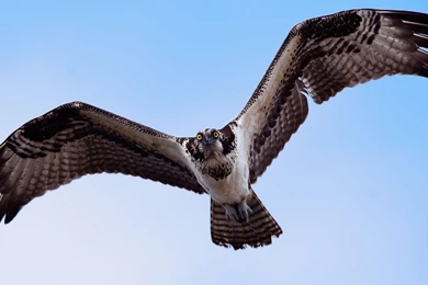 Flying Eagle HD Wallpapers, Flying Eagle Pictures, New Wallpapers