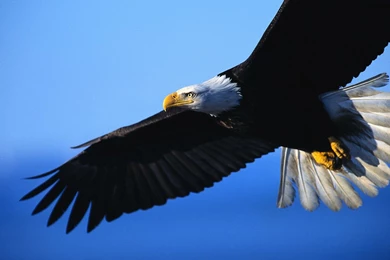 Eagle HD Wallpapers And Backgrounds