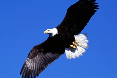 Best Eagle Wallpapers Dowload