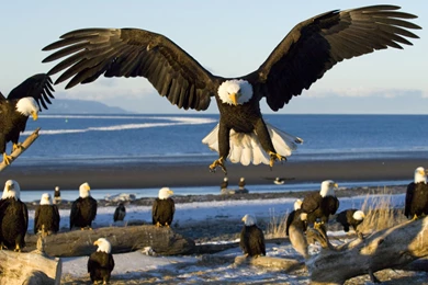 Eagle HD Wallpapers And Backgrounds