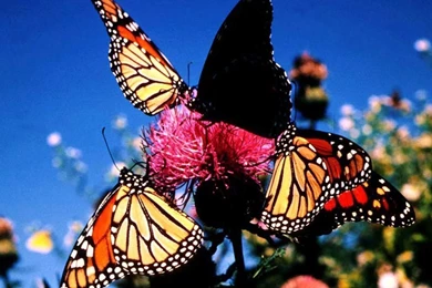 Butterfly Wallpapers   Crazy Frankenstein