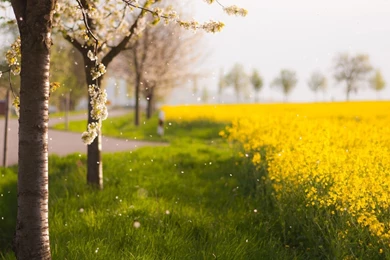 Raining Petals Mac Wallpapers Download