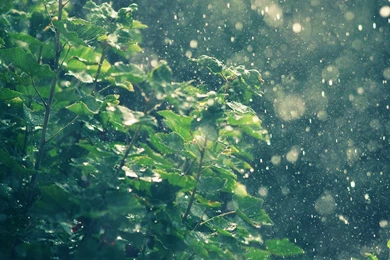 Rain iPad Wallpapers