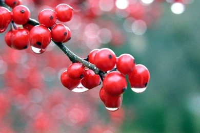 Raining On Redcurrant Wallpapers   Artistic Wallpapers