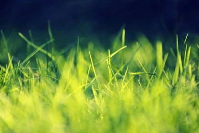 Green Grass Macro Wallpapers