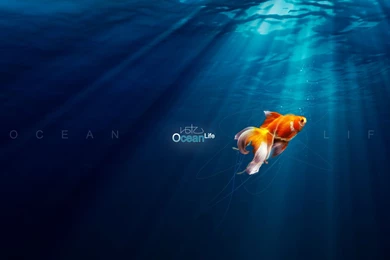 2560x1440 Ocean Life Wallpapers