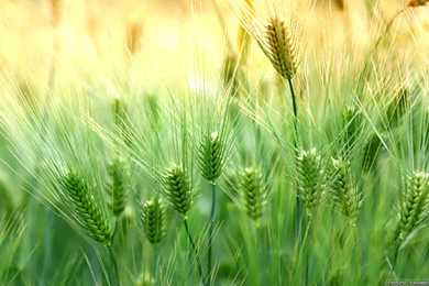 Spring Nature Wallpapers   Crazy Frankenstein