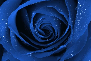 43 Blue Black Rose A Beautiful Flower Gorgeous Free Hd Wallpapers ...