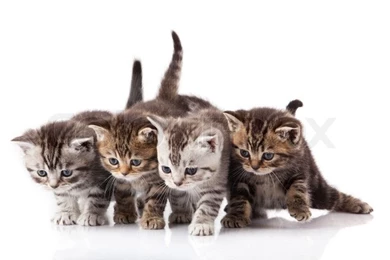 Kittens On A White Backgrounds
