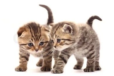 Two Small Scottish Kittens On White Backgrounds Stock Photo
