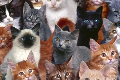 Download Wallpapers 2048x1152 Kittens, Many, Photoshop HD HD Backgrounds