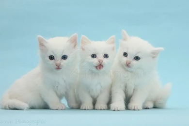 Three White Kittens On Blue Backgrounds Photo   WP32487