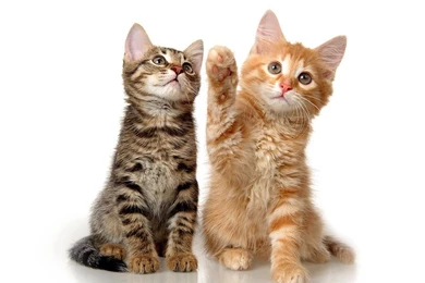 Top And Cats Quotesfunny Images For Pinterest