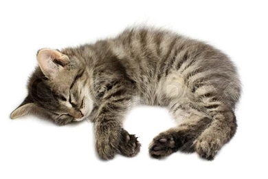 Sleeping Kitten On White Backgrounds