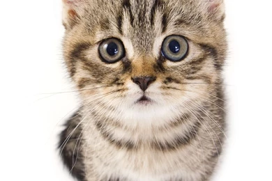 Introducing Children To A New Cat Or Kitten