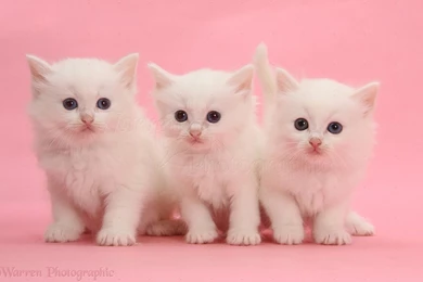 Three White Kittens On Blue Backgrounds Photo   WP32487