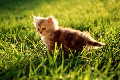 Wallpapers, Ground, Back, Desktop, Kittens, Collection, Cat ...