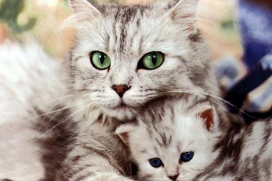 Kitty World Kitten Backgrounds Wallpapers   PowerballForLife