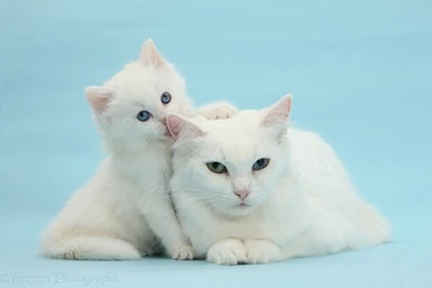 Mother White Cat And Kitten On Blue Backgrounds Photo   WP27072