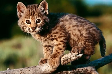 Lots Of Kittens Wallpaper Images