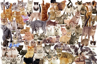 Cats: Cat Montage Kittens Animals Cats White Backgrounds Backgrounds ...