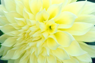 Top Light Colored Flowers Images For Pinterest