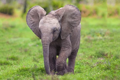 Baby Elephant Wallpapers Free