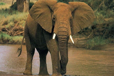 Wallpaper: African Elephant Wallpapers