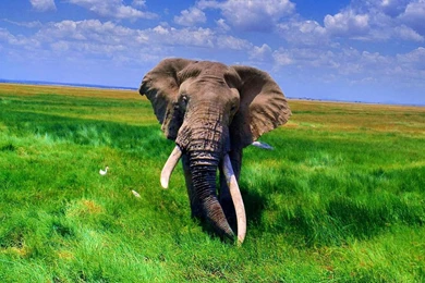 Wallpapers: African Elephant Wallpapers