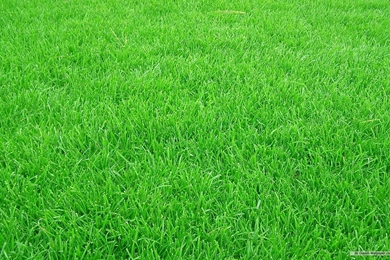 Free Wallpapers   Free Nature Wallpapers   Grass Football Pitches ...