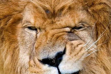 iPhone 6 Lion Wallpapers HD, Desktop Backgrounds 750x1334 ...