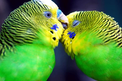 Beautiful Bird Wallpapers Wide Jpg   PowerballForLife