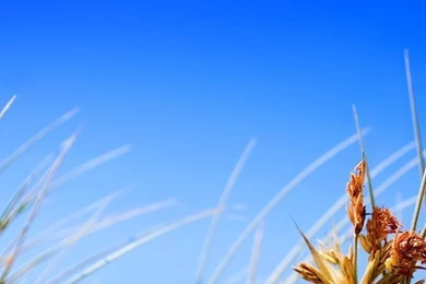 Summer Wallpapers For Iphone