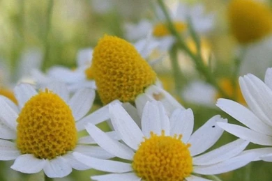 HD Flowers Summer Field iPhone 6 Plus Background Images 750x1334 ...