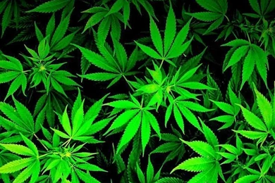 Pot Wallpapers