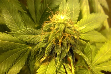 Weed   Marijuana Wallpapers (16286413)   Fanpop   Page 10