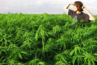 Download Free HQ Drugs Wallpapers   Hqwallbase.pw