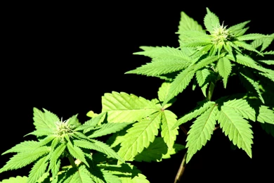 Drugs Marijuana Plants Pot Wallpapers   (