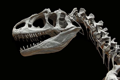 Dinosaurs Wallpapers 485