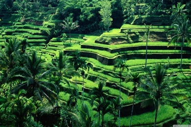 Bali, Indonesia HD Desktop Wallpapers : High Definition ...
